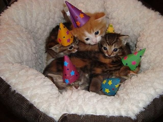 Party_Hat_Kittens.jpg