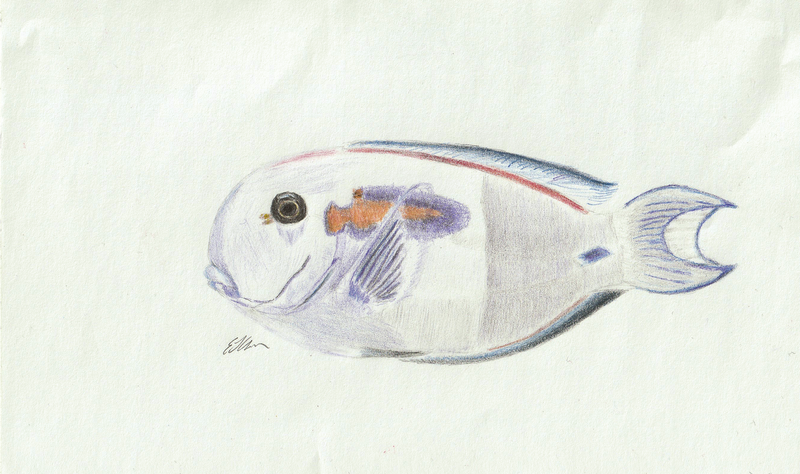 surgeonfish ds.png
