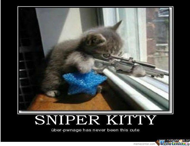 sniper-kitty_o_1089849.jpg