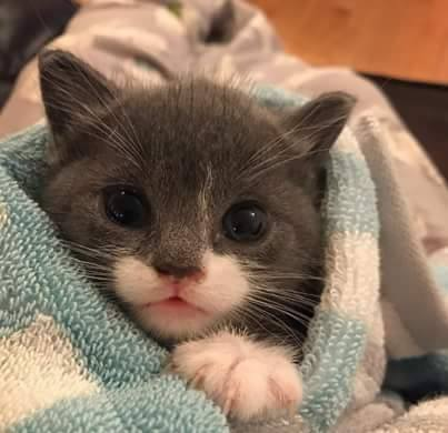 love kitten.png