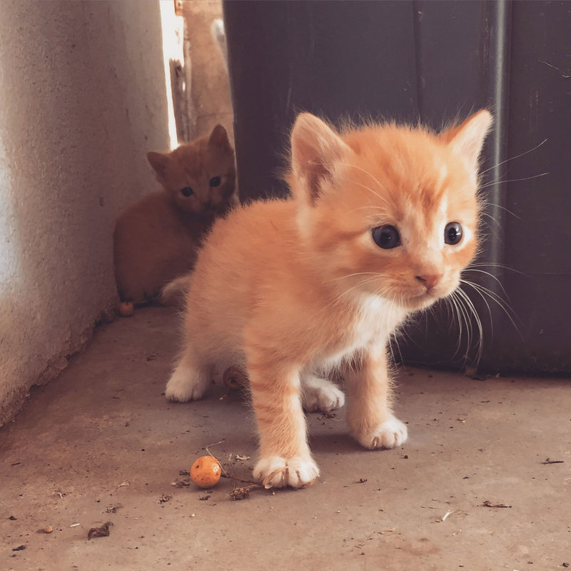 orangecat.jpg