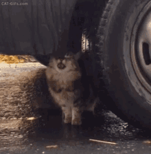 RainCat.gif