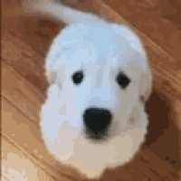 boop-dog.gif