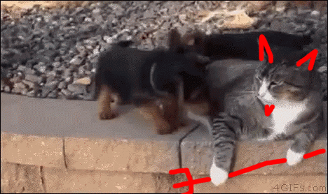 devilcat.gif