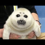 ginja