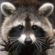 trashpanduh