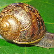 CornuAspersum