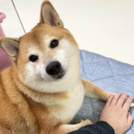 shibe