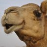 camel