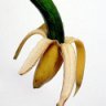 Graysexual Zucchini