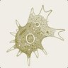 amoeba