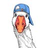 Honk