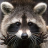 trashpanduh