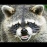 TheOranRaccoon