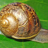 CornuAspersum