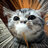 猫まみれ