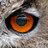Owl Sector
