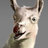llama