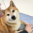 shibe