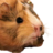 PigDan20