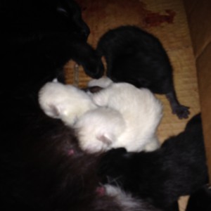 Kittenpics-group1-2-22-2016-1210am