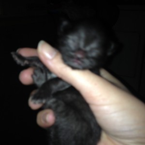 Kittenpics-black1-2-22-2016-1210am