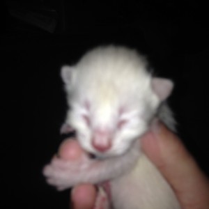 Kittenpics-meeser2-2-22-2016-1210am