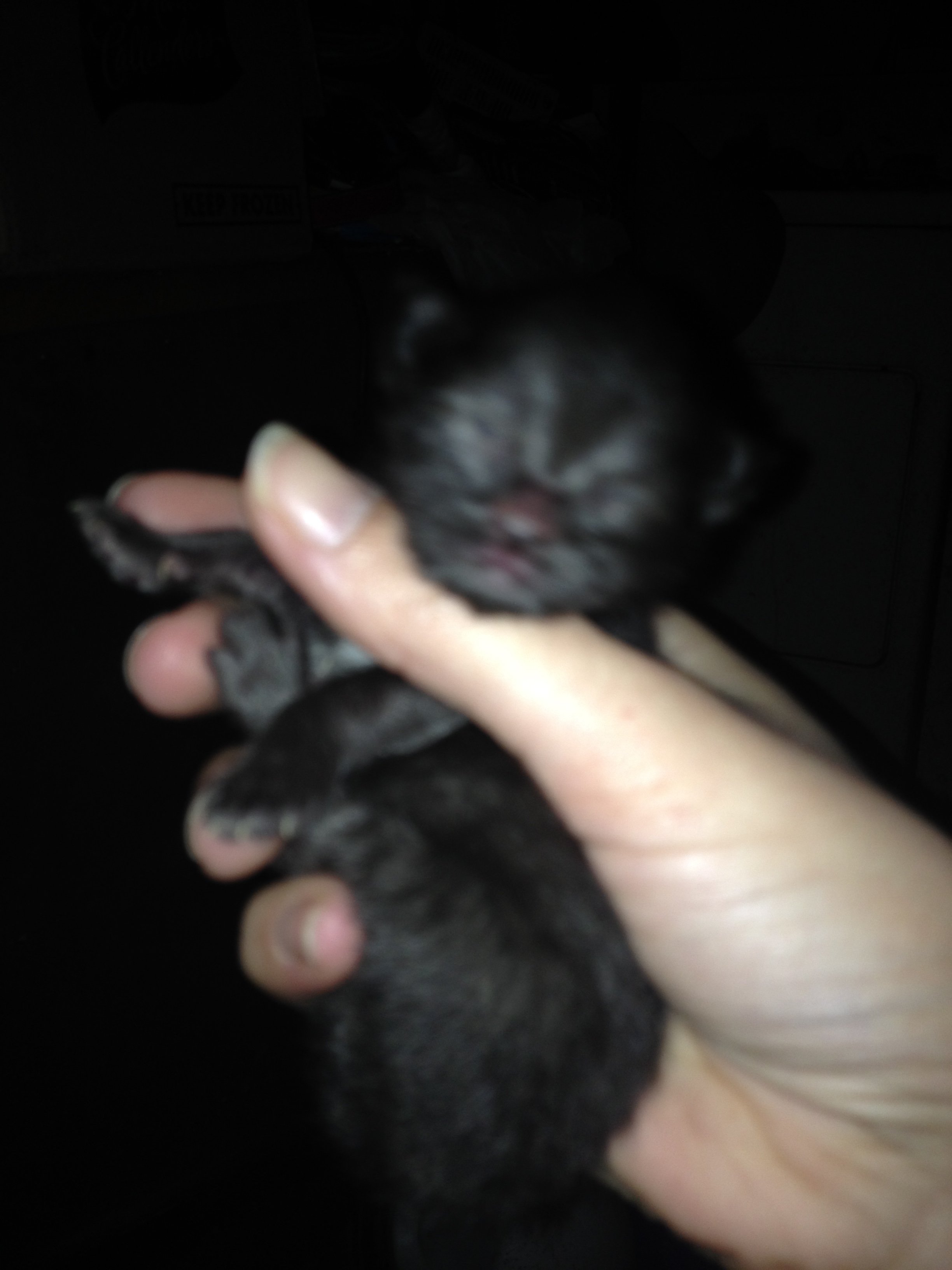 Kittenpics-black1-2-22-2016-1210am