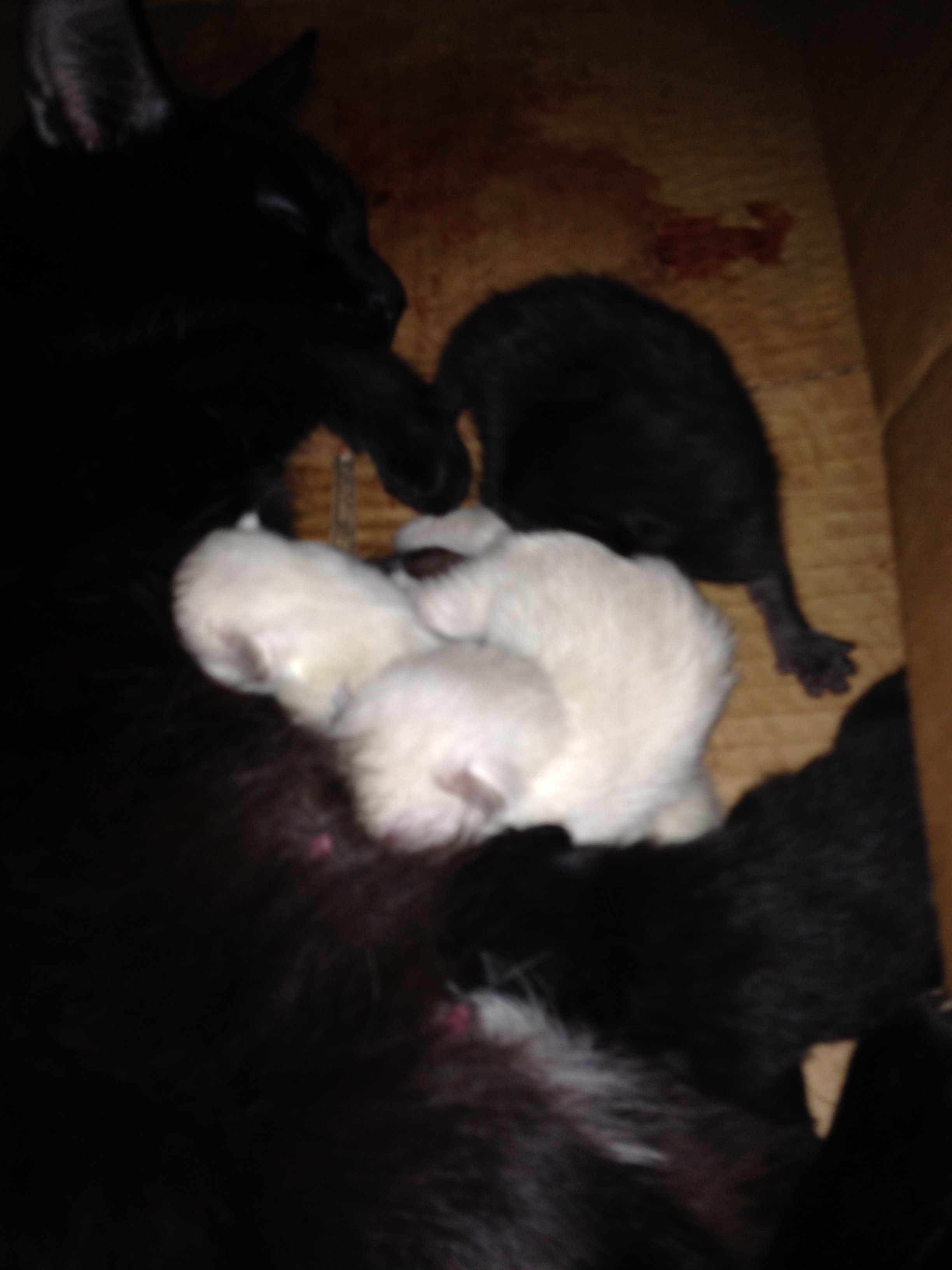 Kittenpics-group1-2-22-2016-1210am