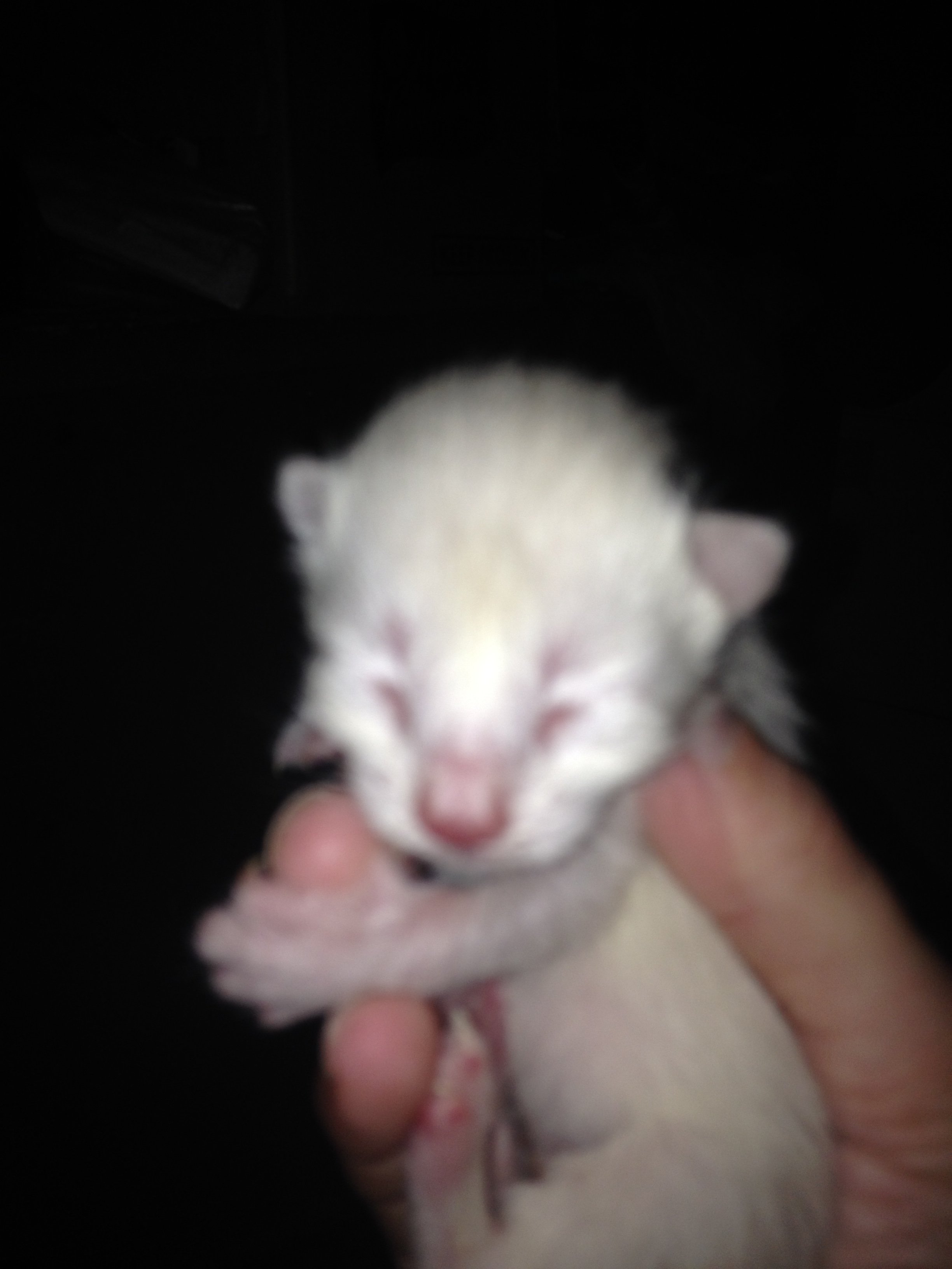 Kittenpics-meeser2-2-22-2016-1210am